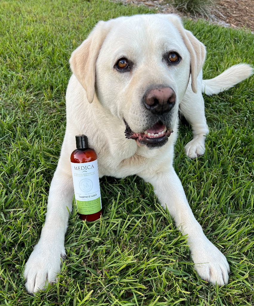 Treatment Wash: Premium Dog Shampoo | Medica Dogs